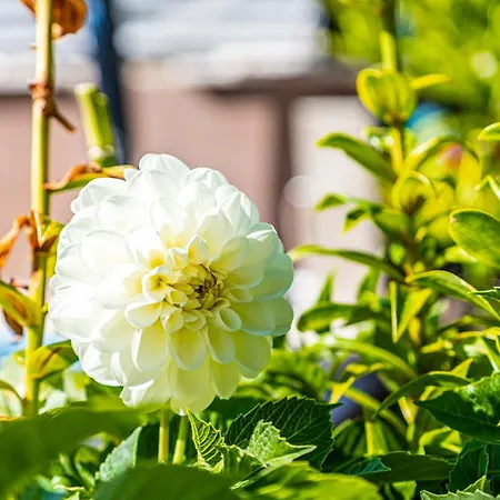 Appartamento 1 With Pool